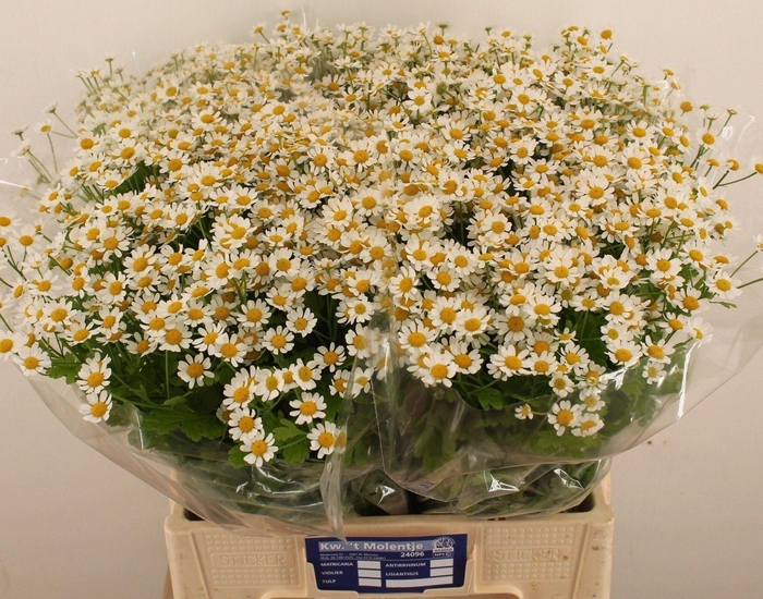 <h4>TANACETUM PARTH. 'SINGLE VEGMO'</h4>