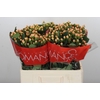 Hypericum Mellow Romance