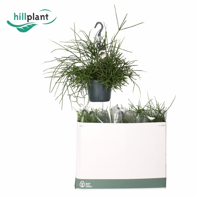 <h4>RHIPSALIS BA OASIS</h4>