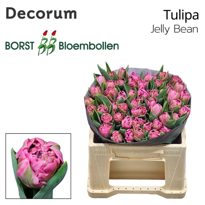 <h4>TULIPA DU DU JELLY BEAN</h4>