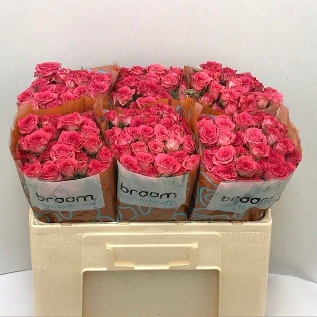 <h4>ROSA TR 'SWEET JULIA'</h4>