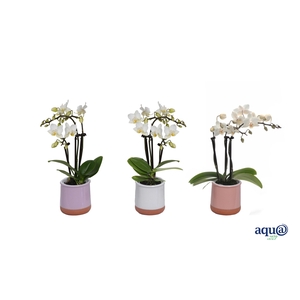 Valencia Mix Tiny Dolls Wit 3T18+ aqu@