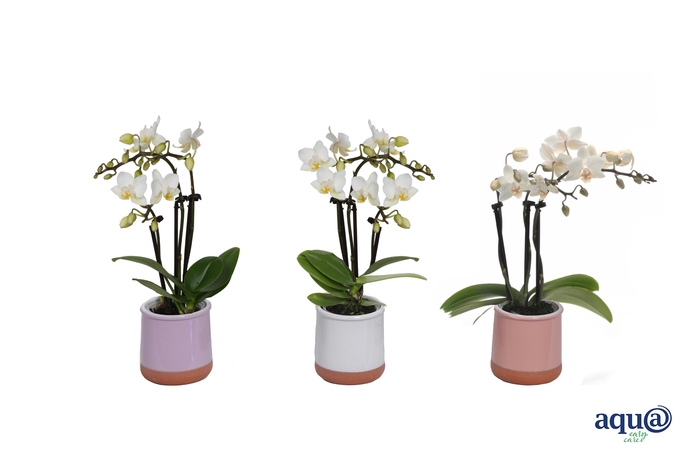 <h4>Valencia Mix Tiny Dolls Wit 3T18+ aqu@</h4>