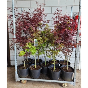 Acer palmatum MIX 'Bloodgood', 'Osakazuki', 'Red Emperor'