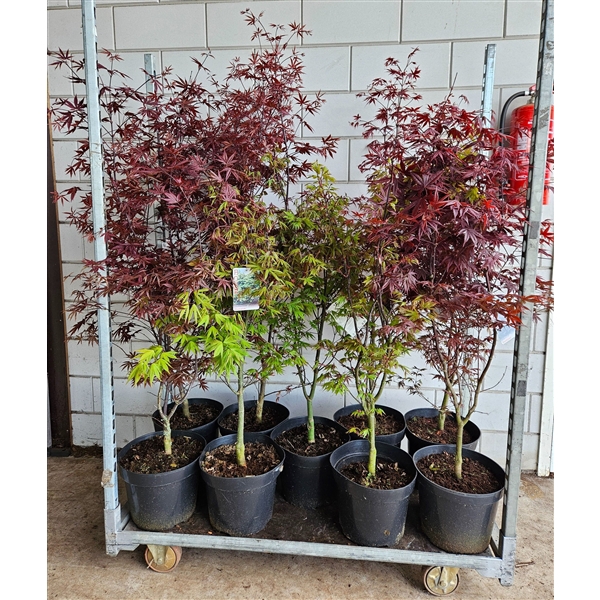 <h4>Acer palmatum MIX 'Bloodgood', 'Osakazuki', 'Red Emperor'</h4>