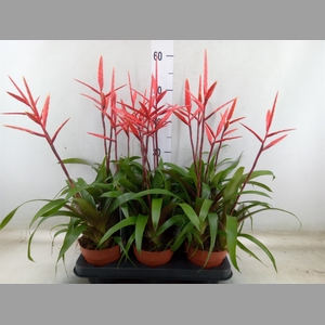 Vriesea  'Elan'