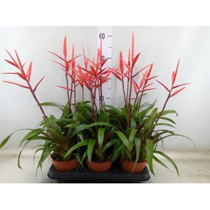Vriesea  'Elan'