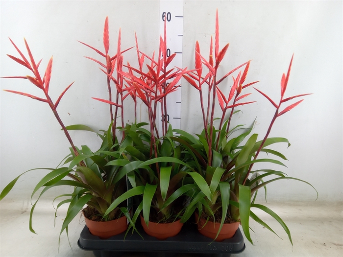 <h4>Vriesea  'Elan'</h4>