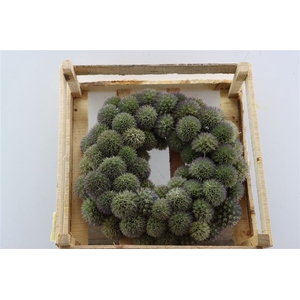 Wr Eryngium Naturel 35cm
