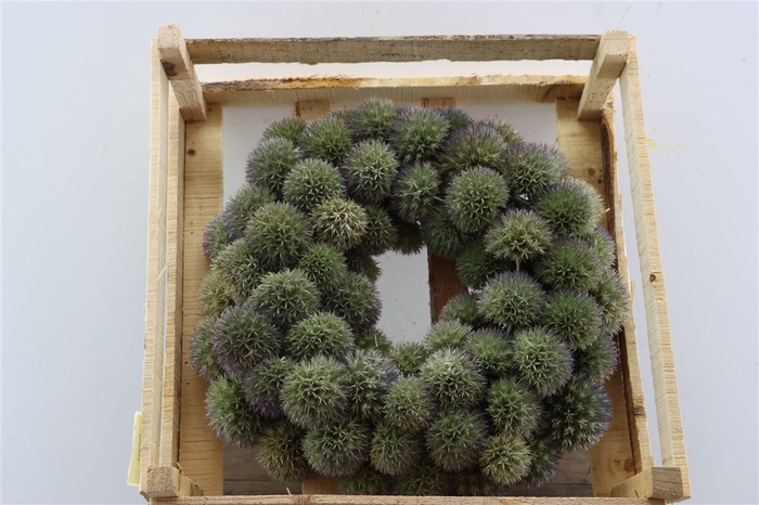 <h4>Wr Eryngium Naturel 35cm</h4>