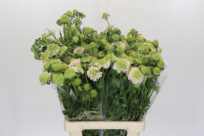 <h4>Scabiosa atropurpurea French Vanilla Bon Bon Scoop</h4>