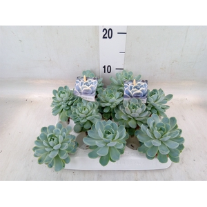 Echeveria   ...