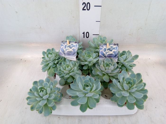 <h4>Echeveria   ...</h4>