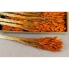 DF Lagurus Bs 100g/70cm Orange