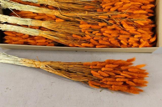 DF Lagurus Bs 100g/70cm Orange