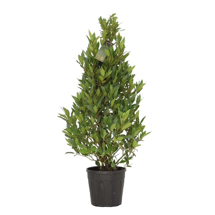 <h4>Laurus nobilis Piramide</h4>