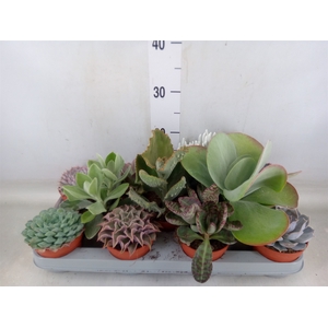 Succulents   ...