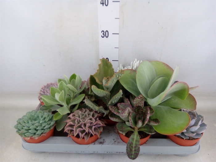 <h4>Succulents   ...</h4>