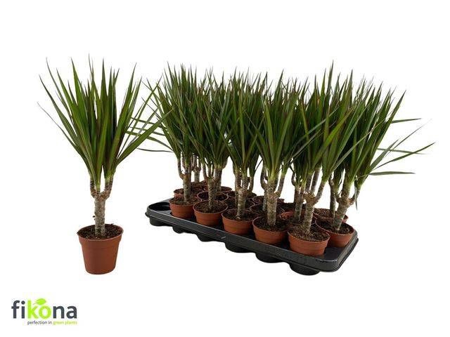 <h4>DRA MARGINATA</h4>