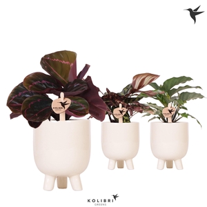 Kolibri Greens Calathea mix in Gummy pot travertine