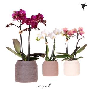 Kolibri Orchids Phalaenopsis mix 2 spike in Hieroglyph pot mix