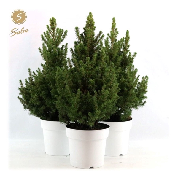 <h4>Picea gl. 'December'® P19 40/50 in Pot White</h4>