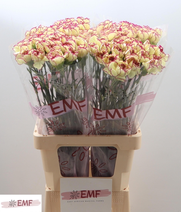 <h4>DI ST FLOUNDER+</h4>