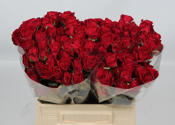 <h4>R TR DOMINICA</h4>