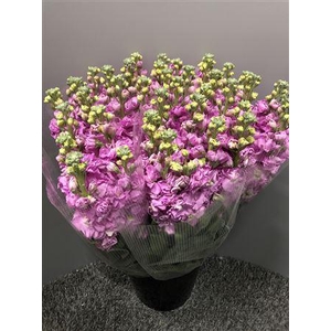 Matth Iron Hot Pink