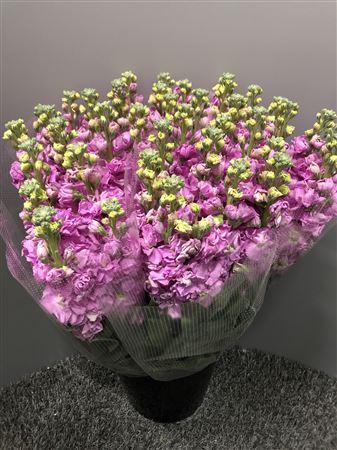 <h4>Matth Iron Hot Pink</h4>