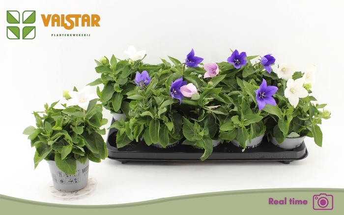 <h4>PLATYCO GR GEM</h4>