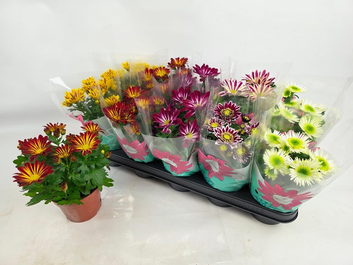 <h4>CHRYS GEM 6 KL</h4>