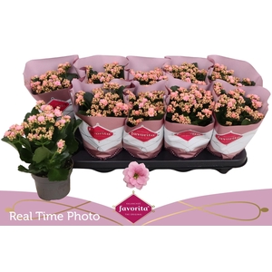 KAL GE PERFECTA PINK