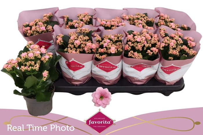 <h4>KAL GE PERFECTA PINK</h4>