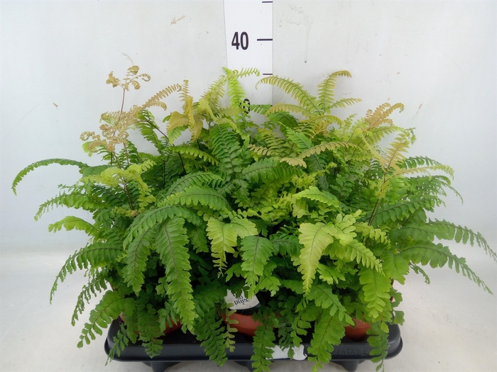 <h4>Adiantum tenerum 'Scutum Roseum'</h4>