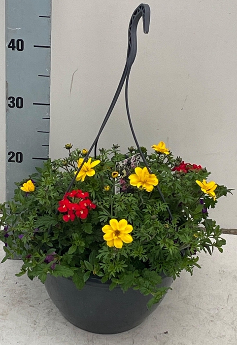 <h4>PERKPL GEM IN POT</h4>