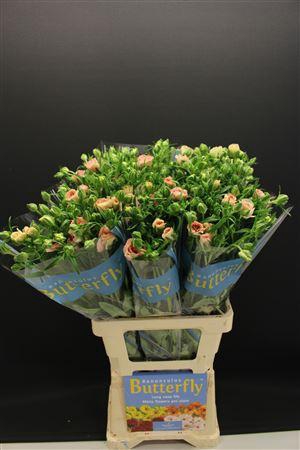 Ran Butterfly Ariadne 70cm