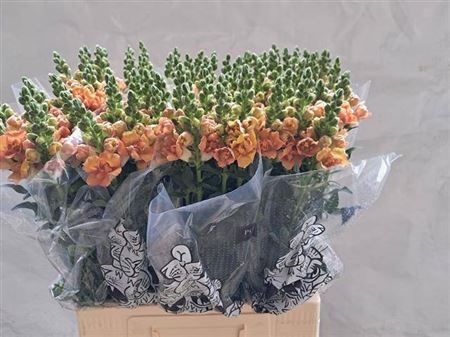 <h4>ANTIR HO DOU ORANGE</h4>