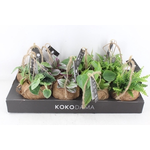 arr3 Kokoplant - Green mix x8