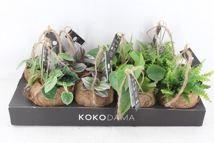 <h4>arr3 Kokoplant - Green mix x8</h4>