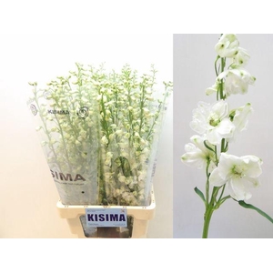 Delph Guardian White Kisima