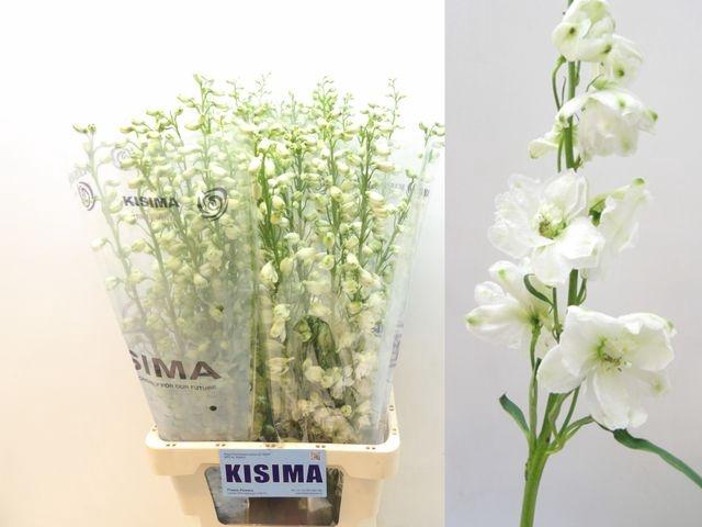 <h4>Delph Guardian White Kisima</h4>