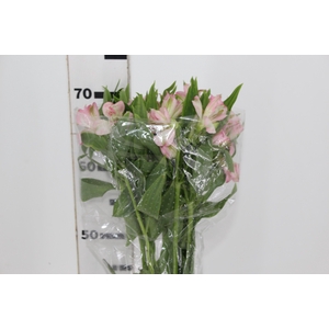 ALSTROEMERIA DUBAI 080 CM