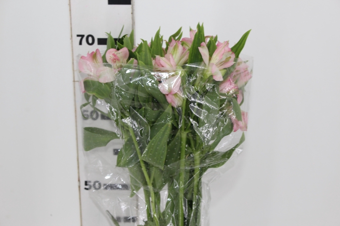 <h4>ALSTROEMERIA DUBAI 080 CM</h4>