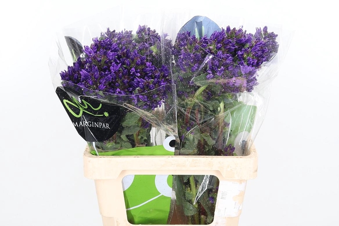 <h4>Camp Gl Benova Blue</h4>