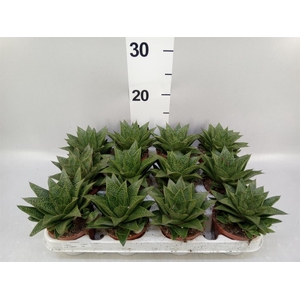 Gasteria