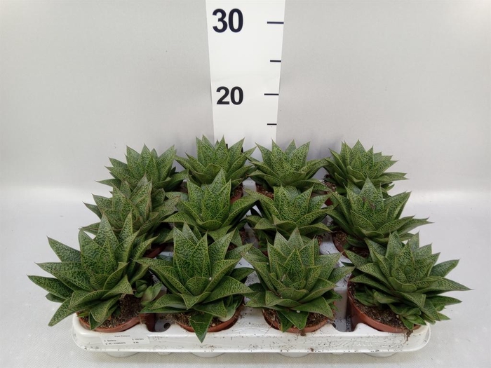 <h4>Gasteria</h4>