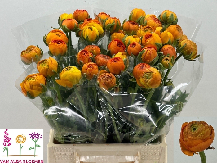 <h4>RAN AAZUR ORANGE</h4>