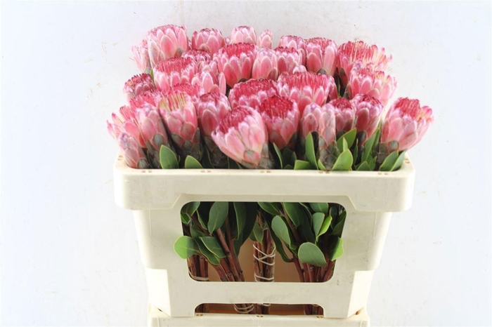 <h4>PROTEA MUNDII</h4>
