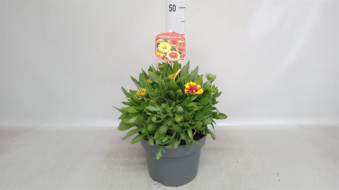 <h4>Gaillardia aristata</h4>